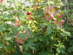 fleur_variee_20211127_1075244244